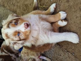 3 Australian Shepherd Welpen  männlich