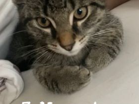 Kater der ein Zuhause sucht