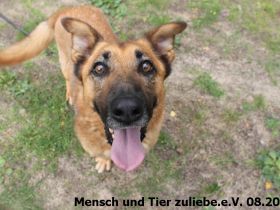 Leon 60cm ca. 2019 geboren