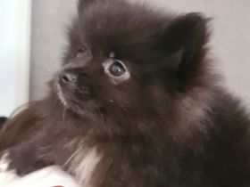 Pomeran zwergspitz mini  Welpe