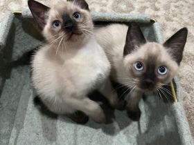 Siam Kitten blue point