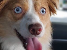 Australian Shepherd Welpen