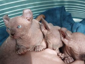 Sphynx Kitten
