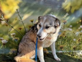 Charly (2), freundlich und neugierig