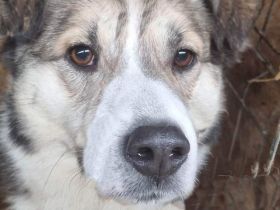 Charly (2), freundlich und neugierig