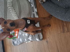 Prager Rattler Welpe