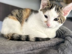 Babykatzen suchen dringend ein zuhause