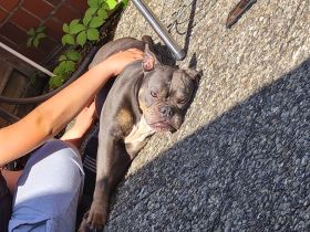 Old english bulldog sucht neues Zuhause