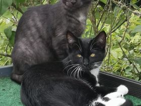 Freigänger Kitten - Maine Coon / EKh Mix