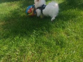 Zwergspitz pomeranian