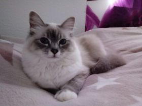 Bildhübsche Ragdoll Kitten suchen neues Zuhause auf Lebenszeit...