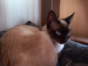 Zwei Siamkatzen dringend abzugeben