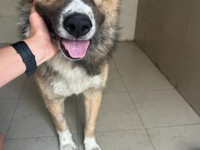 Teddy - endlich von den Ketten los!🐶