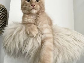 Zauberhafter creme smoke Maine Coon Kater - Kitten m. Stammbaum