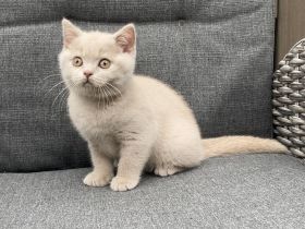 Britisch Kurzhaar Kitten mit Stammbaum