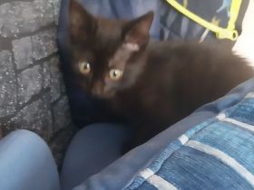 1 schwartze  babykatze Mädchen  suche  neue Besitzer