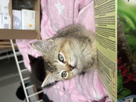 BKH kater sucht ein neues Zuhause!