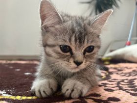 Wunderschöne babykatzen zu verkaufen.