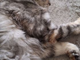 Maine coon