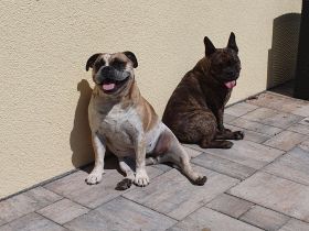 2 Bullys zu vermitteln