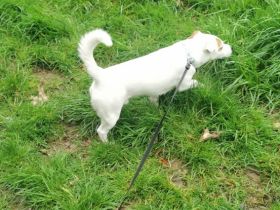 Jack russell terrier rüde sucht ein neues Zuhause