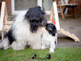PON ,Polski Owczark Nizinny, Polnischer Niederungshütehund. Von Robinsonada FCI