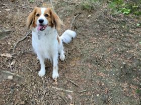 Wurfankündigung Kooikerhondje Kooiker Welpen