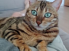 Bengal Katze Reinrassig