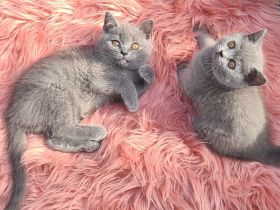 Bkh babykatzen, kitten, kätzchen