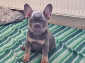 Französischer Bulldoggen Welpe