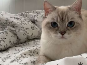 Britisch Kurzhaar Katze