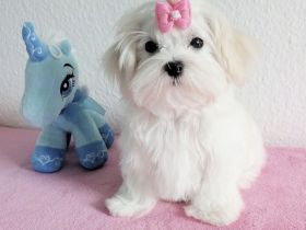 bildhübscher Malteser-Welpe