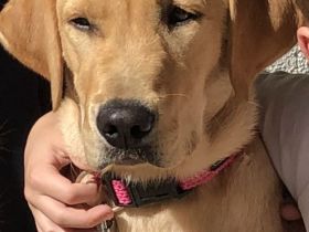 Labradorin, 8 Monate, sehr sehr lieb, mit HD