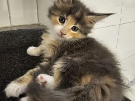 Reinrassige Maine Coon Kitten