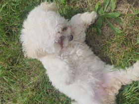 Reinrassige Welpen bichon 3 Monate alt