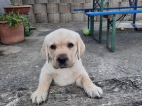 Labrador-Golden-Retriever-Mix Welpen! Nur noch ein schwarzer Rüde u. 1 helles Weibchen