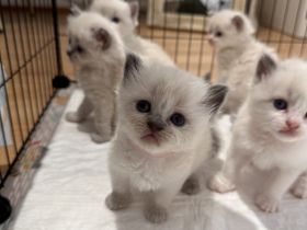 Reinrassige Ragdoll Babykatzen suchen neues Zuhause