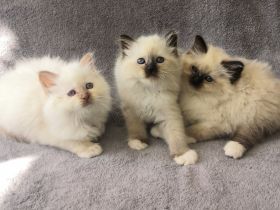 Heilige Birma Kitten suchen ein neues Zuhause