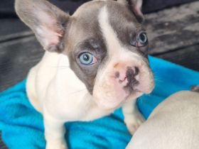 Französische bulldoggen welpen