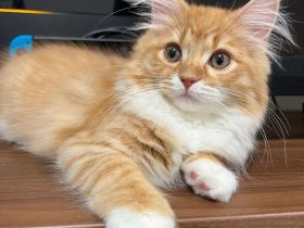 Sibirisches Kätzchen