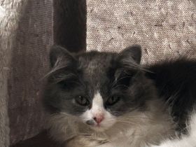 Britisch langhaar Kater