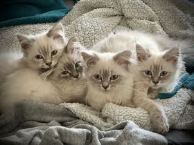 Neva Masquarade Heilige Birma Sibirische Waldkatze Kitten Katze