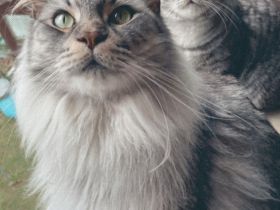 Katzenpaar sucht neues liebevolles Zuhause