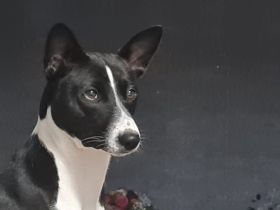 BASENJI Deckrüde