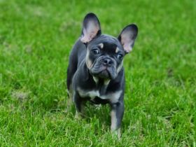 Französische Bulldogge Hündin Blue tan mit Ahnentafel