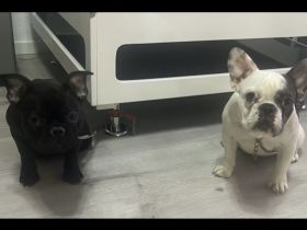 2 französische Bulldoggen