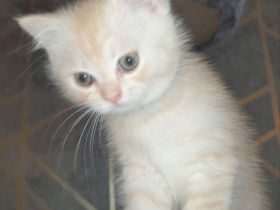 BKH Kitten noch 2 Mädchen verfügbar