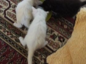 Maincoon Kitten in liebevolle Hände zu verkaufen