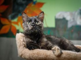 Katze Tortoishellkatze Schildpattkatze gechipt und geimpft