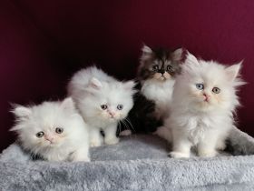 Perserkatzen Kitten, geimpft, entwurmt und gechippt